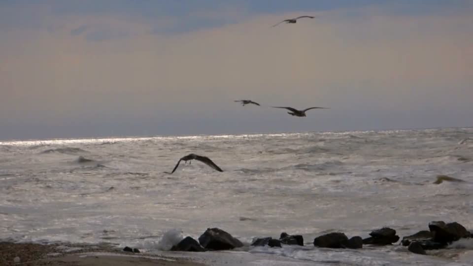 Seagulls soar above the sea bird sea