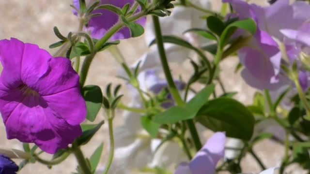 White purple petunia wildflowers grass