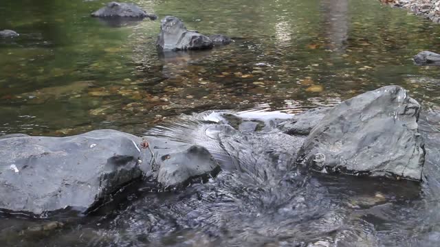 Creek stream water