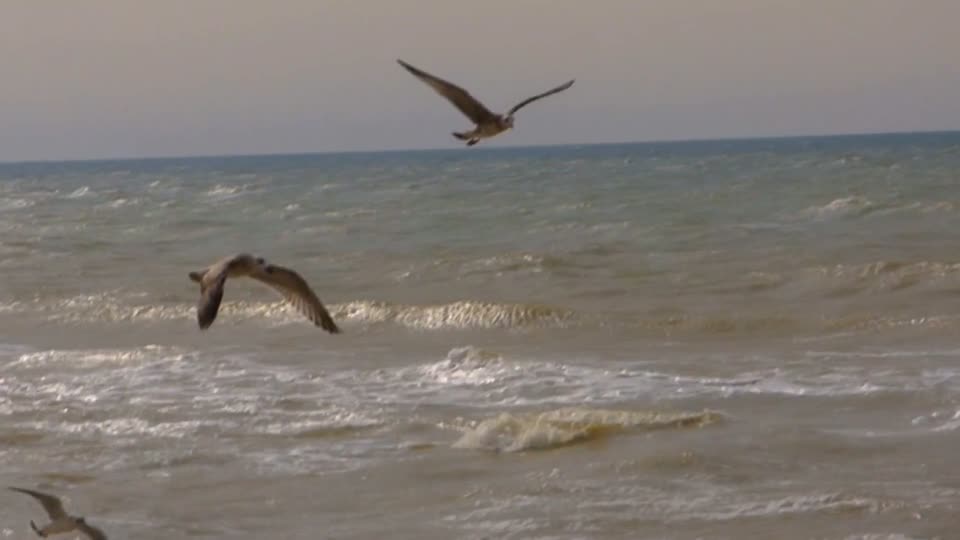 Seagulls soar above the sea bird sea