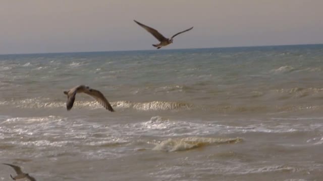 Seagulls soar above the sea bird sea