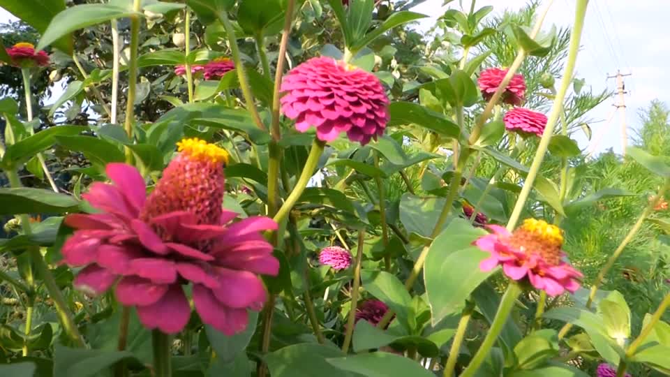 Red dahlia red dahlia 'bishop of llandaff wildflowers