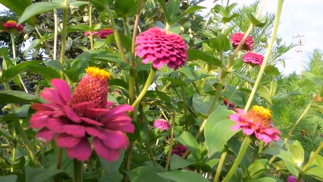 Red dahlia red dahlia 'bishop of llandaff wildflowers