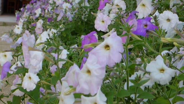Wildflowers grass wind