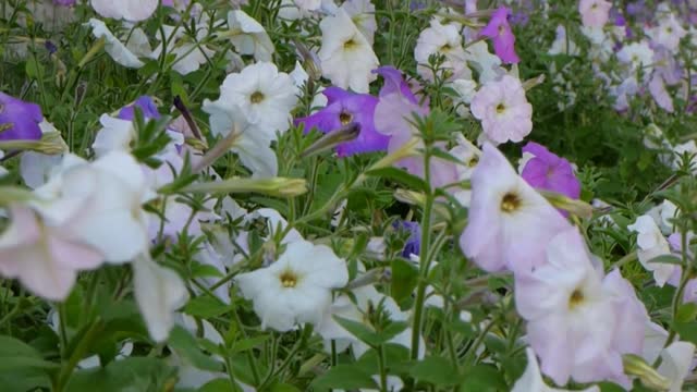 White purple petunia wildflowers grass