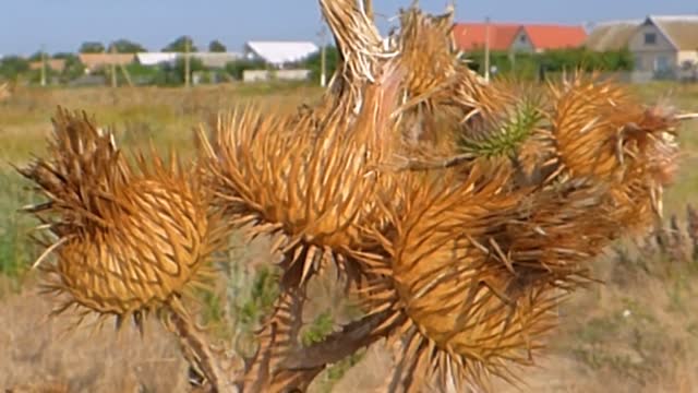 Prickly thistle carduus acanthoides thorn