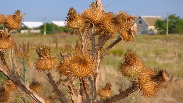 Prickly thistle carduus acanthoides thorn
