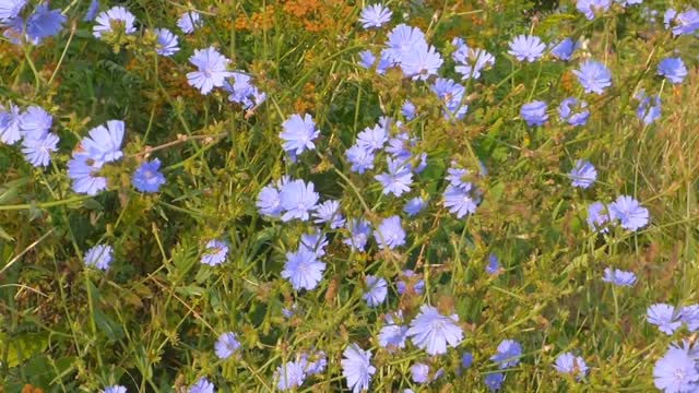 Cichorium intybus wildflowers grass