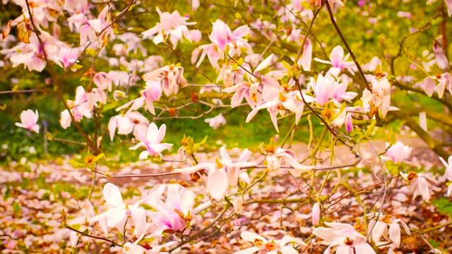 Flower magnolia spring