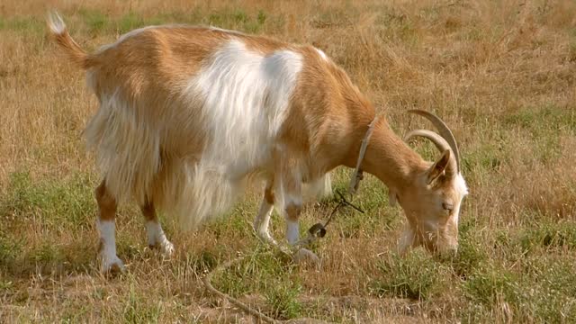 Red goat with a large white spot goat grass