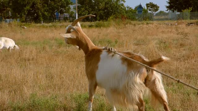 Red goat with a large white spot goat grass
