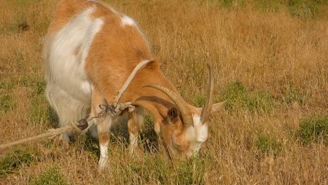 Red goat with a large white spot goat grass