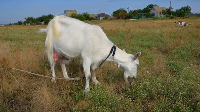 White goat goat grass
