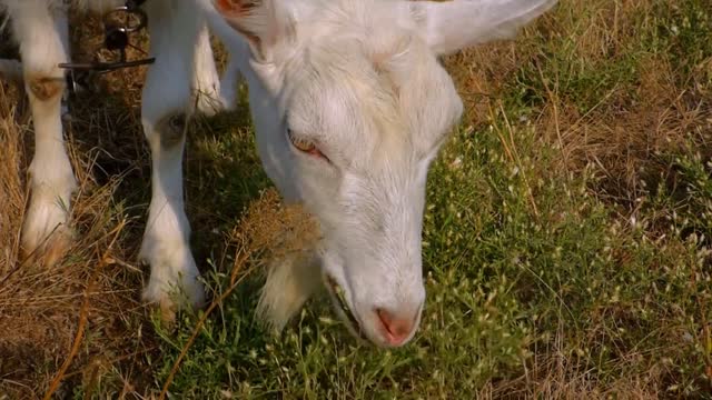 White goat goat grass