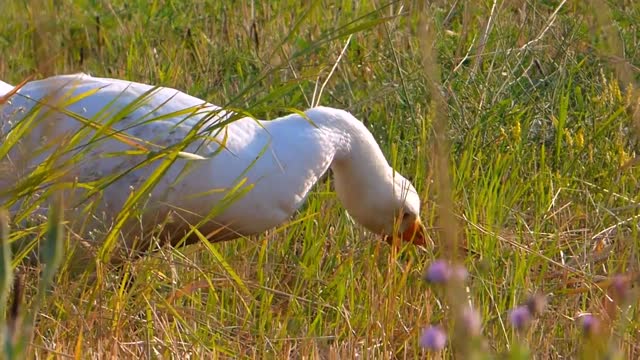 White geese farm economy