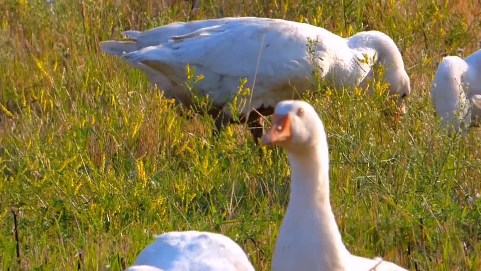White geese farm economy