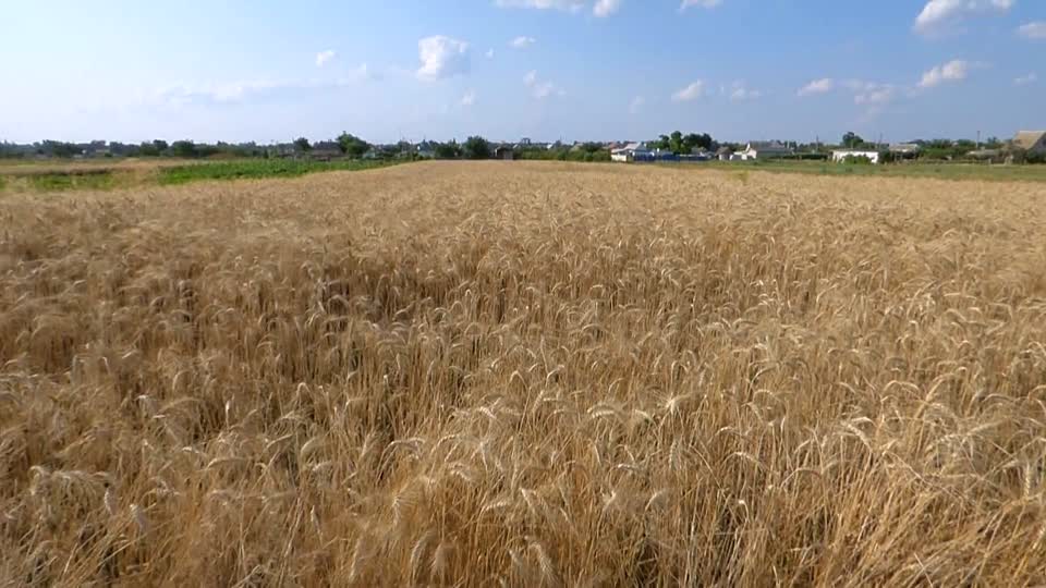 Wheat field rye cereal