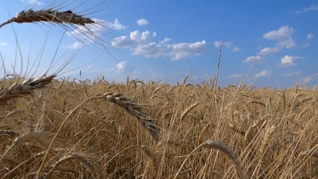 Wheat field rye cereal