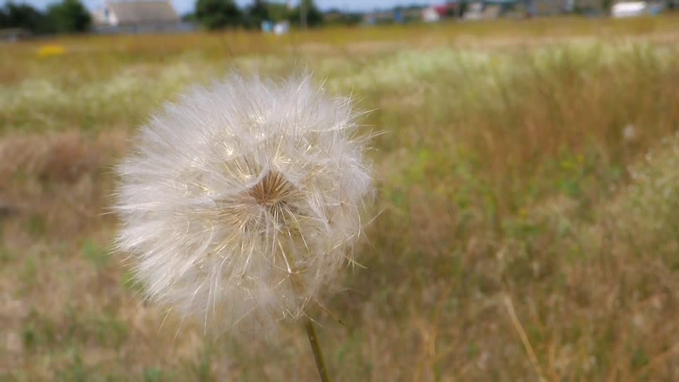 Dandelion flower seeds