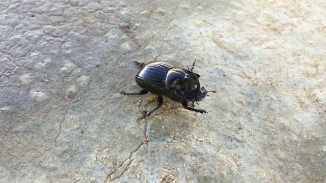 Beetle insect nature