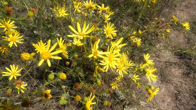 Wildflowers grass wind