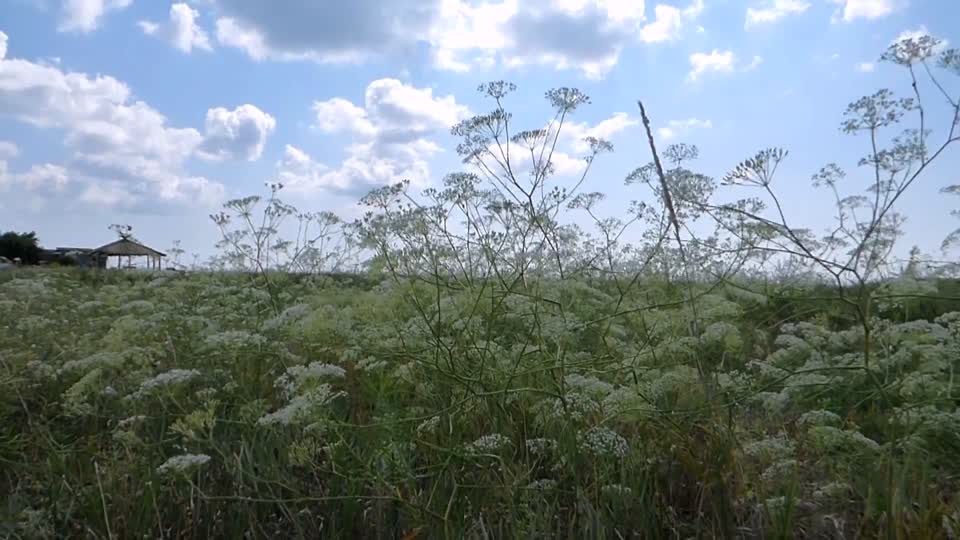 Wildflowers grass sky