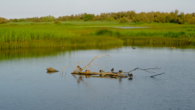 Wetlands birds ducks