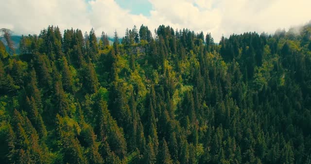 Forest aerial view in the clouds