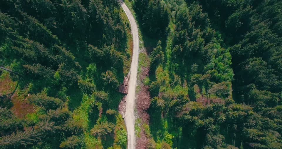 Forest forest path road