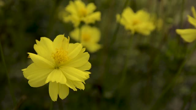Flower nature petals