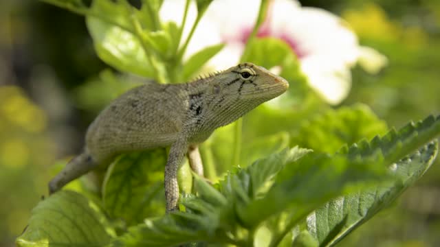Nature lizzard summer