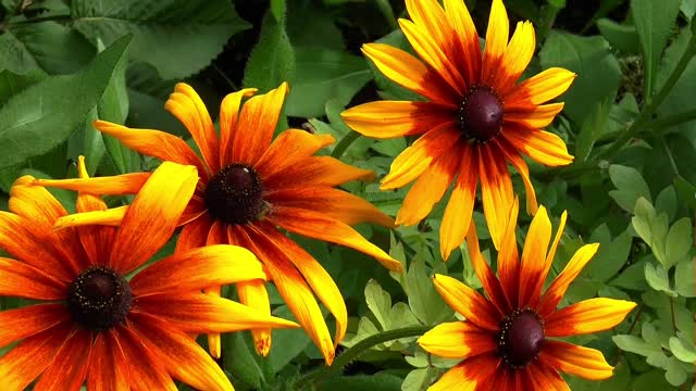 Flowers summer summer flowers
