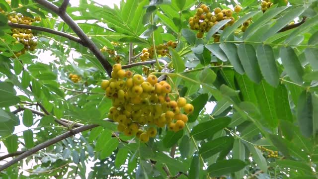 Rowan berry botanical