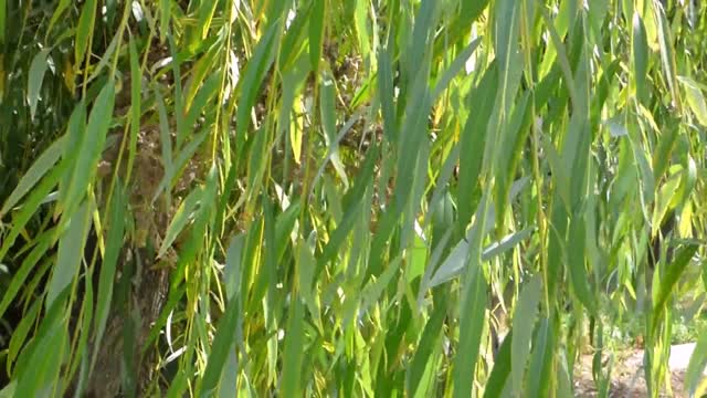Green branches weeping willow autumn