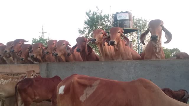 Cow indian holy cow