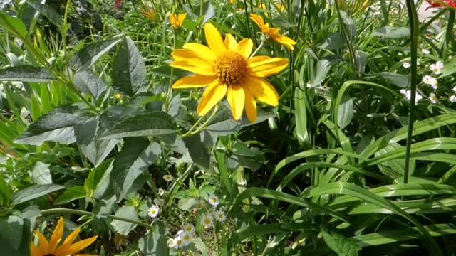 Flower plants bed
