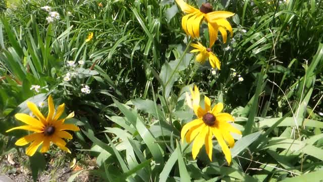 Flower plants bed