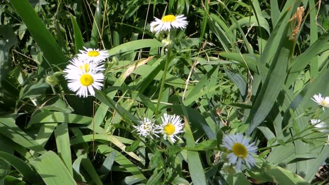 Flower plants bed