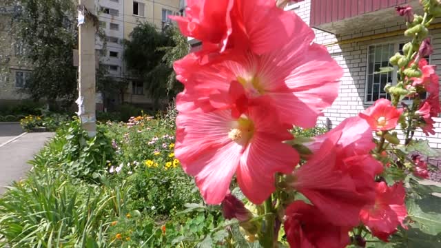 Flower plants bed