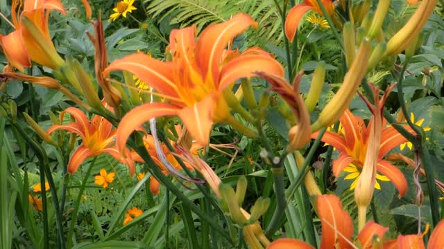 Flower plants bed