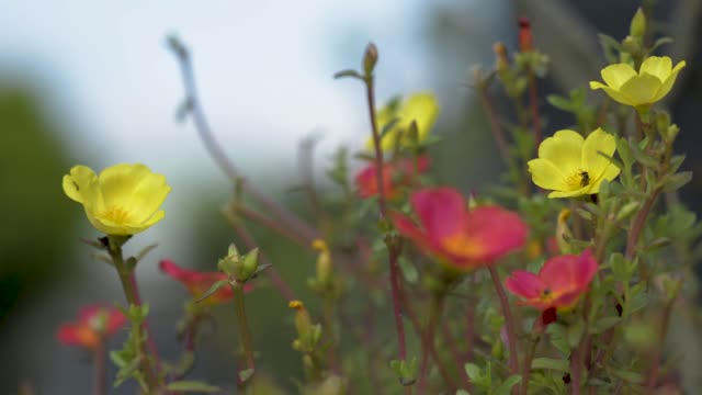 Nature flower bee