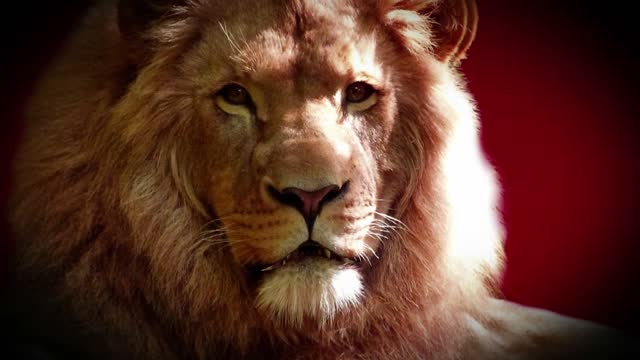 Lion animation photo 3d
