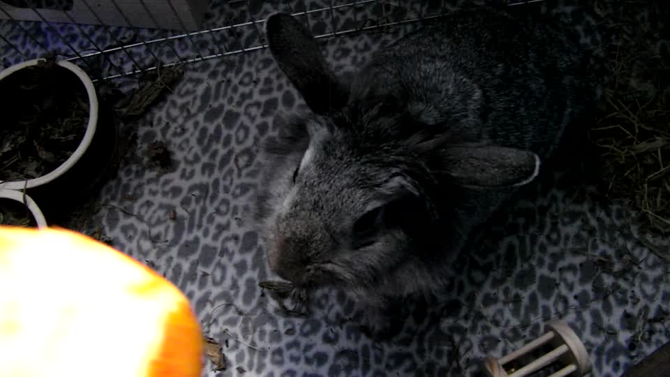 Rabbit adoption apple