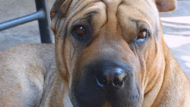 Red shar pei dog puppy