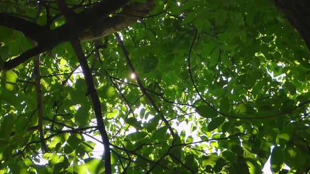 The lights of a sun light nature