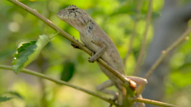 Animal lizard nature