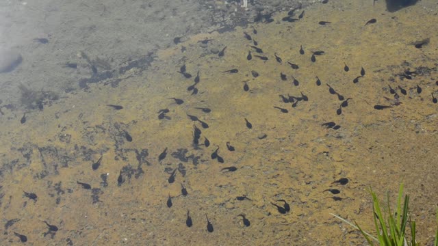 Tadpoles frog animal