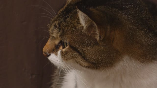 Funny cat cat person
