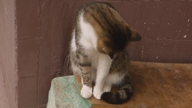Funny cat cat person