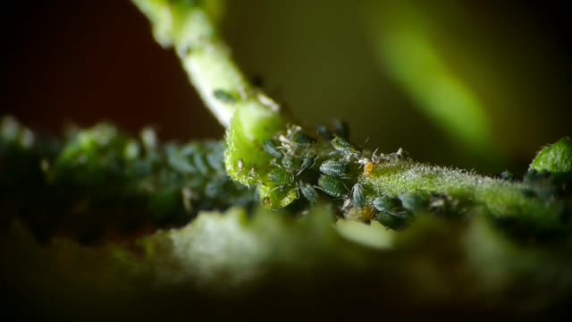 Hidden garden insects macro